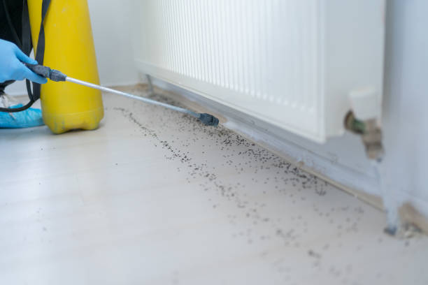 Best Flea Control Services  in Paris, KY
